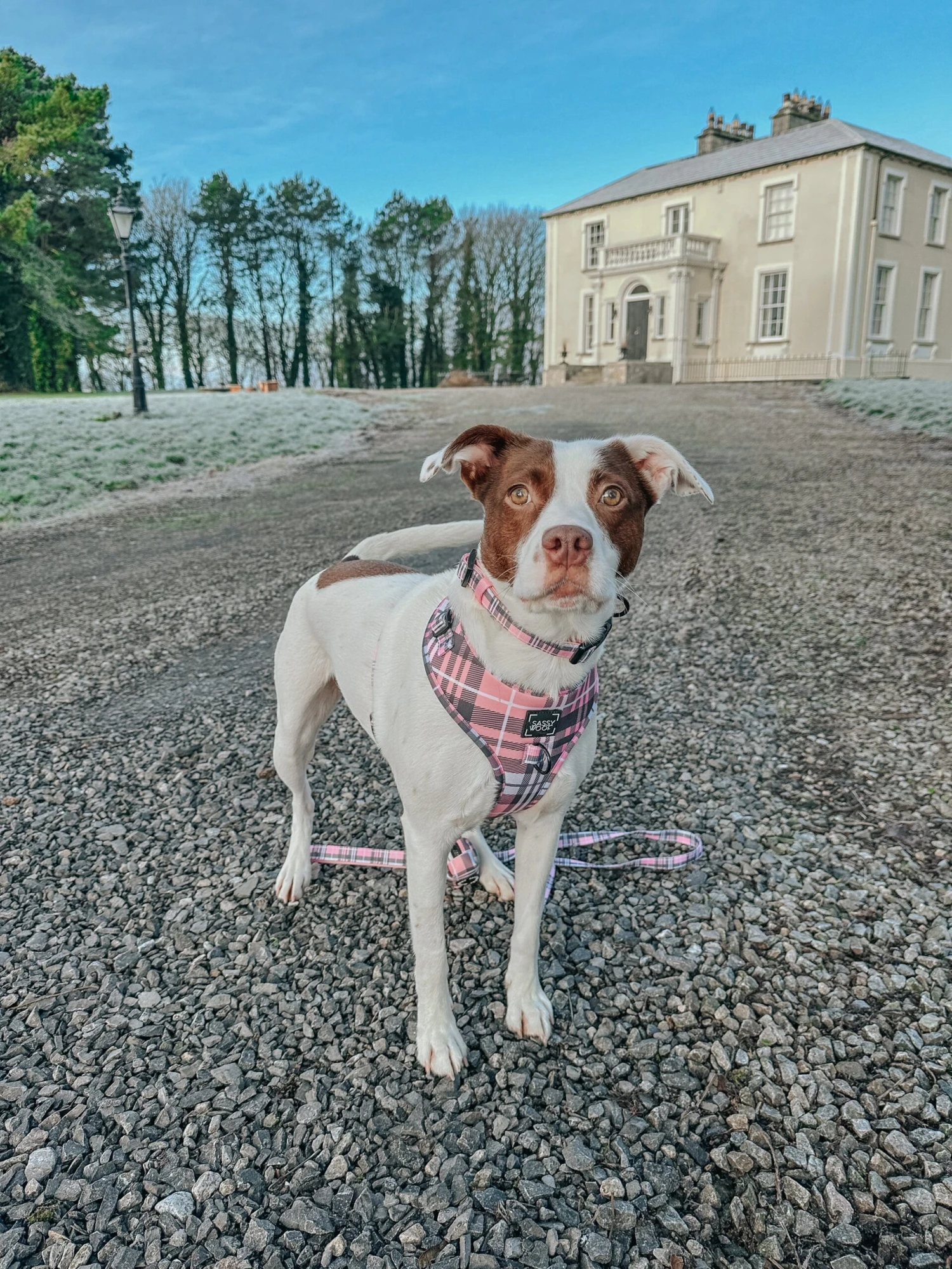 Dog Waste Bag Holder - Pawberry 6 Dog Waste Bag Holder - Pawberry - Image 4