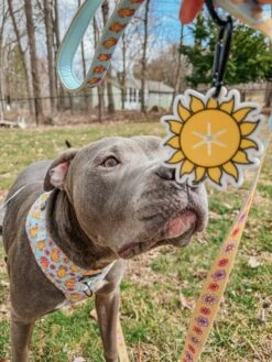 Potty Pal - Sun -Furfinity Cheap Shop dynoandkoda 2 71db2771 b9e8 4764 a84f ee63efacf56c