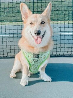 Dog Reversible Harness - Serving Up Sass -Furfinity Cheap Shop eddielee corgi 1