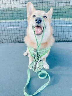 Dog Four Piece Bundle - Serving Up Sass -Furfinity Cheap Shop eddielee corgi 2