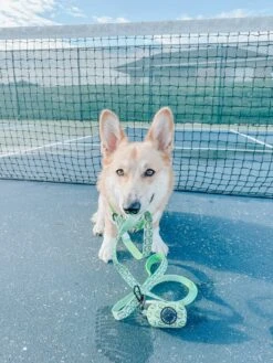 Dog Waste Bag Holder - Serving Up Sass -Furfinity Cheap Shop eddielee corgi 4