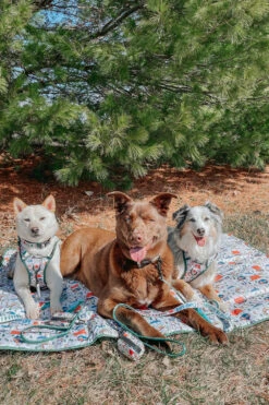 Dog Picnic Blanket - Peanuts™ Beagle Scouts -Furfinity Cheap Shop eurekapaws 1 cd3b1f73 6918 4010 b925 e879bb4e191b