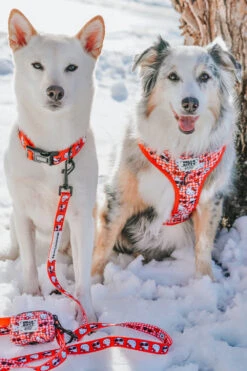 Dog Collar Three Piece Bundle - Hello Kitty® Red Classic -Furfinity Cheap Shop eurekapaws 2 954a8b00 a973 4bc6 8e7e 75721dbae632