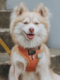 Dog Four Piece Bundle - Apple Cider -Furfinity Cheap Shop fall collection pomskies 2