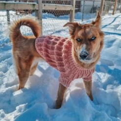 Dog Cable Knit Sweater - Pink -Furfinity Cheap Shop fennec