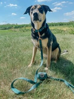 Collar Three Piece Bundle - Forest -Furfinity Cheap Shop forest dog collection photos 5