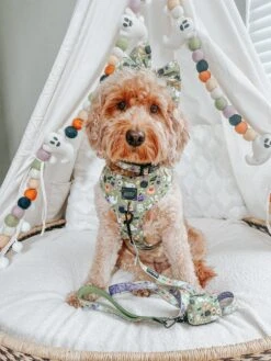 Dog Four Piece Bundle - Haunt Mess 25 Dog Four Piece Bundle - Haunt Mess -Furfinity Cheap Shop frankie doodle girl