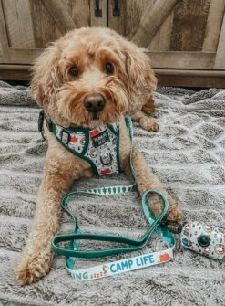 Dog Four Piece Bundle - Peanuts™ Beagle Scouts 37 Dog Four Piece Bundle - Peanuts™ Beagle Scouts -Furfinity Cheap Shop frankie doodle girl 2