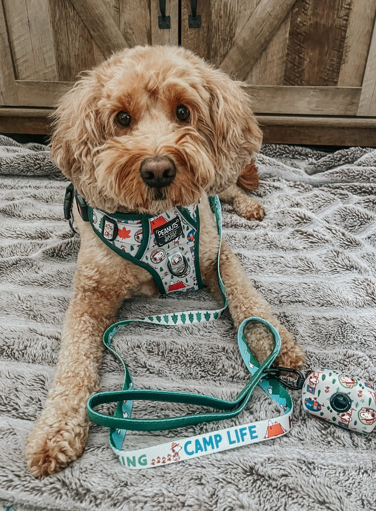 Dog Four Piece Bundle - Peanuts™ Beagle Scouts 18 Dog Four Piece Bundle - Peanuts™ Beagle Scouts - Image 16