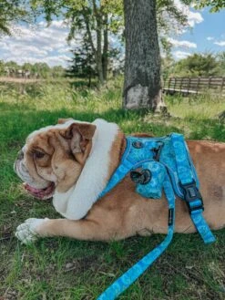 Dog Leash - Tropical Tides -Furfinity Cheap Shop frankie the bulldawg 2 62001724 3525 4f77 9fdc 8f576e2dc421