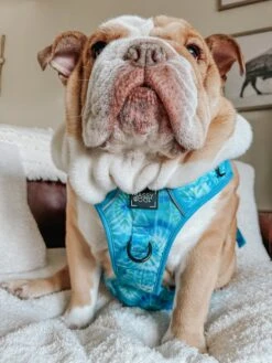 Dog Step-in Harness - Tropical Tides -Furfinity Cheap Shop frankie the bulldawg 3 d70be96b 9d03 420c be62 a4abf0c65779