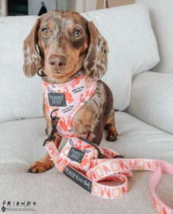 Dog Two Piece Bundle -Friends™ (Lobster) -Furfinity Cheap Shop friends119 c5edcaf9 8408 4cbb b7e9 3372c0e0e724