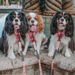 Dog Two Piece Bundle -Friends™ (Lobster) -Furfinity Cheap Shop friends1 e89e08c8 55c2 436b 82ca b5510a8a3c82