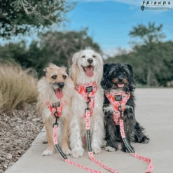 Dog Two Piece Bundle -Friends™ (Lobster) -Furfinity Cheap Shop friends48 4cb8f136 ba9c 45c1 afe8 6b520366f6cb