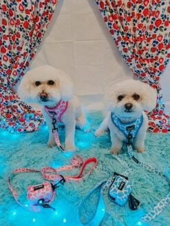 Dog Adjustable Harness - Blueberry Milk -Furfinity Cheap Shop frise and fabulous 2 f7986166 9073 4a06 944b 781b79f94a3f 4