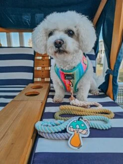 Potty Pal - Mushroom -Furfinity Cheap Shop frise and fabulous 4