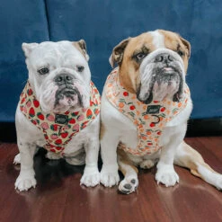 Dog Adjustable Harness - Simply The Zest -Furfinity Cheap Shop fruit dog group 2 24beb559 80e1 4a81 b736 df51f570547e