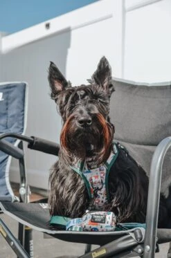 Dog Waste Bag Holder - Peanuts™ Beagle Scouts -Furfinity Cheap Shop ginger thescottiedoggo 1 d1b07f14 33fc 4e47 bd93 cfa50d33d47f