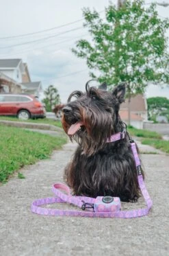 Dog Leash - Purple Haze -Furfinity Cheap Shop ginger thescottiedoggo 1 e41ec741 d0a4 4877 8bd0 d181606e7ad6