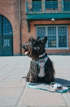 Dog Three Piece Bundle - Peanuts™ Beagle Scouts -Furfinity Cheap Shop ginger thescottiedoggo 2 469c1303 8914 4fac 9e86 7ec4ba3c0393