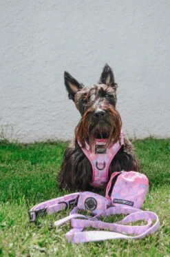 Dog Waste Bag Holder - Purple Haze 10 Dog Waste Bag Holder - Purple Haze -Furfinity Cheap Shop ginger thescottiedoggo 2 afc59916 a81c 4da0 9409 e07312806f01