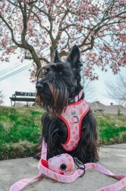 Dog Two Piece Bundle - Western Barbie™ -Furfinity Cheap Shop ginger thescottiedoggo 3 63052777 5fd7 47a2 9447 b4de6086b779