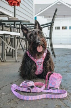 Dog Four Piece Bundle - Purple Haze -Furfinity Cheap Shop ginger thescottiedoggo 3 8a00ce0e 0902 47e8 bc99 6ca543904574