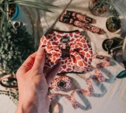 Dog Bowtie - Giraffic Park 10 Dog Bowtie - Giraffic Park -Furfinity Cheap Shop giraffic park dog 5