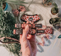 Dog Collar - Giraffic Park -Furfinity Cheap Shop giraffic park dog 6