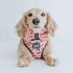 Dog Bowtie - Giraffic Park 11 Dog Bowtie - Giraffic Park -Furfinity Cheap Shop giraffic park dog collection 2