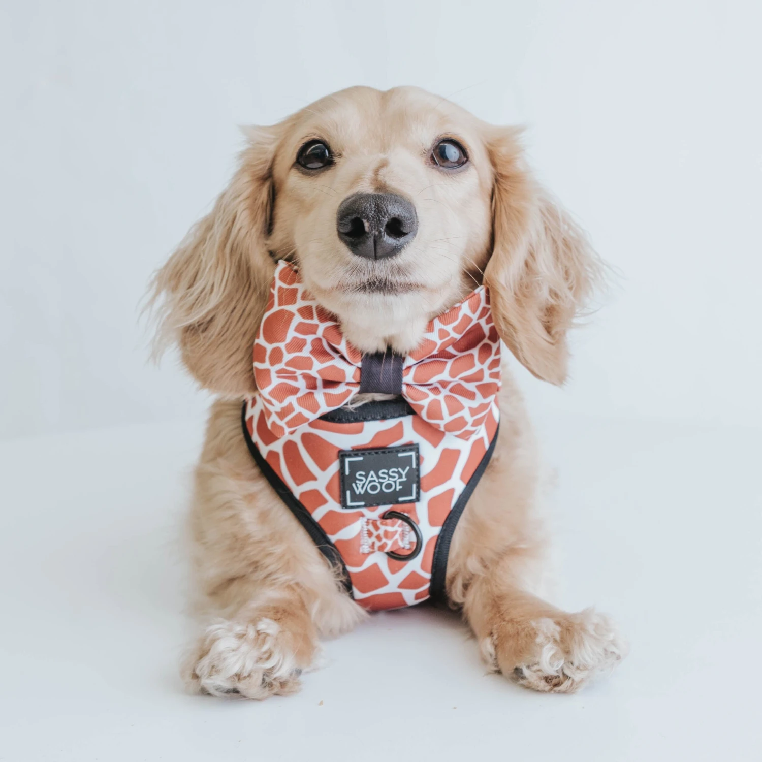 Dog Bowtie - Giraffic Park 7 Dog Bowtie - Giraffic Park - Image 5