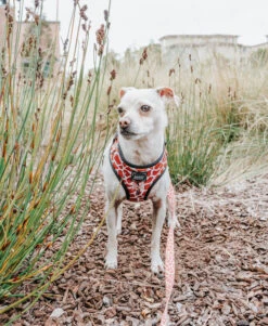 Dog Adjustable Harness - Giraffic Park -Furfinity Cheap Shop giraffic park dog collection 3