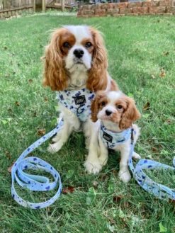 Dog Leash - Berry Sassy -Furfinity Cheap Shop goodgollymr.ollie 863ebb5e b1a5 422d a96b 67c704fe80d6