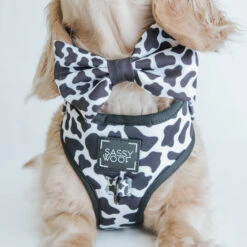 Dog Bowtie - Moo Moo -Furfinity Cheap Shop got milk dog collection 4