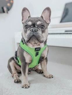Dog Adjustable Harness - Neon Green 28 Dog Adjustable Harness - Neon Green -Furfinity Cheap Shop green dog neon collection 1 7aa5e278 1e2a 4f39 88a9 fb7de8eeac32