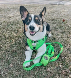 Dog Waste Bag Holder - Neon Green -Furfinity Cheap Shop green neon dog harness leash 1 0eabdd46 c48f 41a7 aa5a 01efdb80b0fe