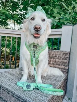 Dog Reversible Harness - Serving Up Sass -Furfinity Cheap Shop gvl golden girls 1 bfd2039a 2a7c 4e77 b7b8 c49f12bfdc65