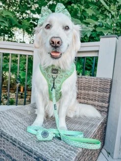 Dog Leash - Serving Up Sass -Furfinity Cheap Shop gvl golden girls 2 4a207c52 71a4 4439 a5ed a409400d009f