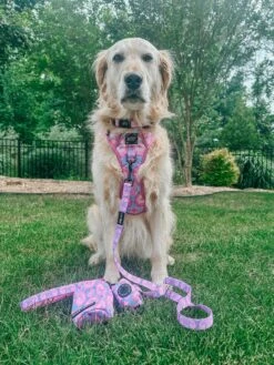 Dog Leash - Purple Haze -Furfinity Cheap Shop gvl golden girls 2 4b989a9d bca3 4880 8a8b 61b01dfa7808