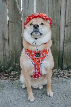 Dog Bucket Hat - Disney's 101 Dalmatians -Furfinity Cheap Shop hachi hibachi 1 29bb7a7f 7f7d 4c45 9298 ddd7d405bb46