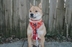 Dog Three Piece Bundle - Disney's 101 Dalmatians -Furfinity Cheap Shop hachi hibachi 3 419245a8 f2d1 41e2 a4dc 17d992fecd63