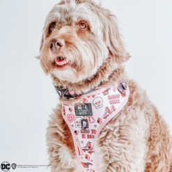 Dog Four Piece Bundle - Harley Quinn™ -Furfinity Cheap Shop harleyandremi theaussiedoods 2 e8a6c535 ccc2 4c85 88a4 c1b53444d713