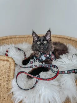 Cat Leash - STAR WARS™ The Dark Side -Furfinity Cheap Shop havanesemorning 2 6569b897 7ce3 4ab5 9fb0 6fee7ccbb54f