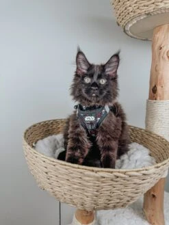 Cat Collar - STAR WARS™ The Dark Side -Furfinity Cheap Shop havanesemorning 3 ba8de314 7c70 4c66 a7e9 9902c8a7d859