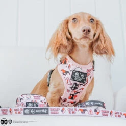 Dog Two Piece Bundle -Harley Quinn™ -Furfinity Cheap Shop hazelbeantheween 3 9e115f96 1605 4586 845e ca43119cdfc0