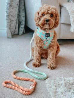 Dog Rope Leash - Honeydew -Furfinity Cheap Shop honeydew dog rope leash 3