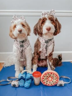 Dog Collar - Spill The Tea -Furfinity Cheap Shop honeythebernedoodle 3