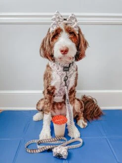 Dog Adjustable Harness - Spill The Tea -Furfinity Cheap Shop honeythebernedoodle 4