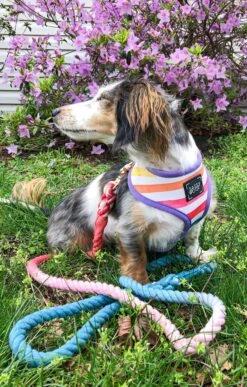 Dog Rope Leash - Jack & Jill -Furfinity Cheap Shop image 01 06 20 05 28 2