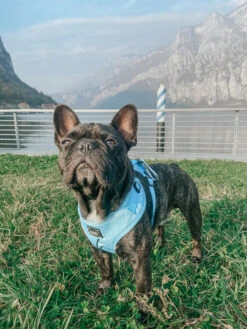 Dog Adjustable Harness - Blumond -Furfinity Cheap Shop image00013